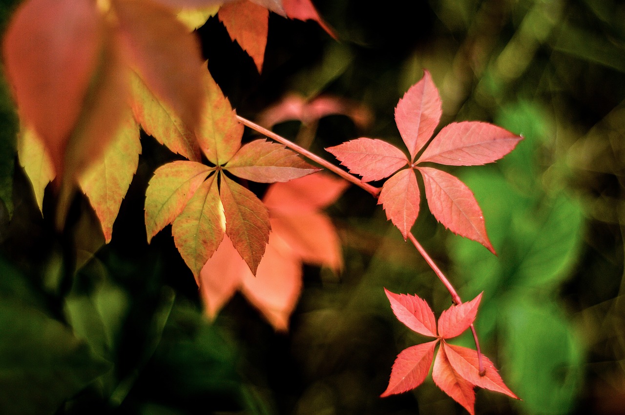 autumn parthenocissus colorful leaves free photo