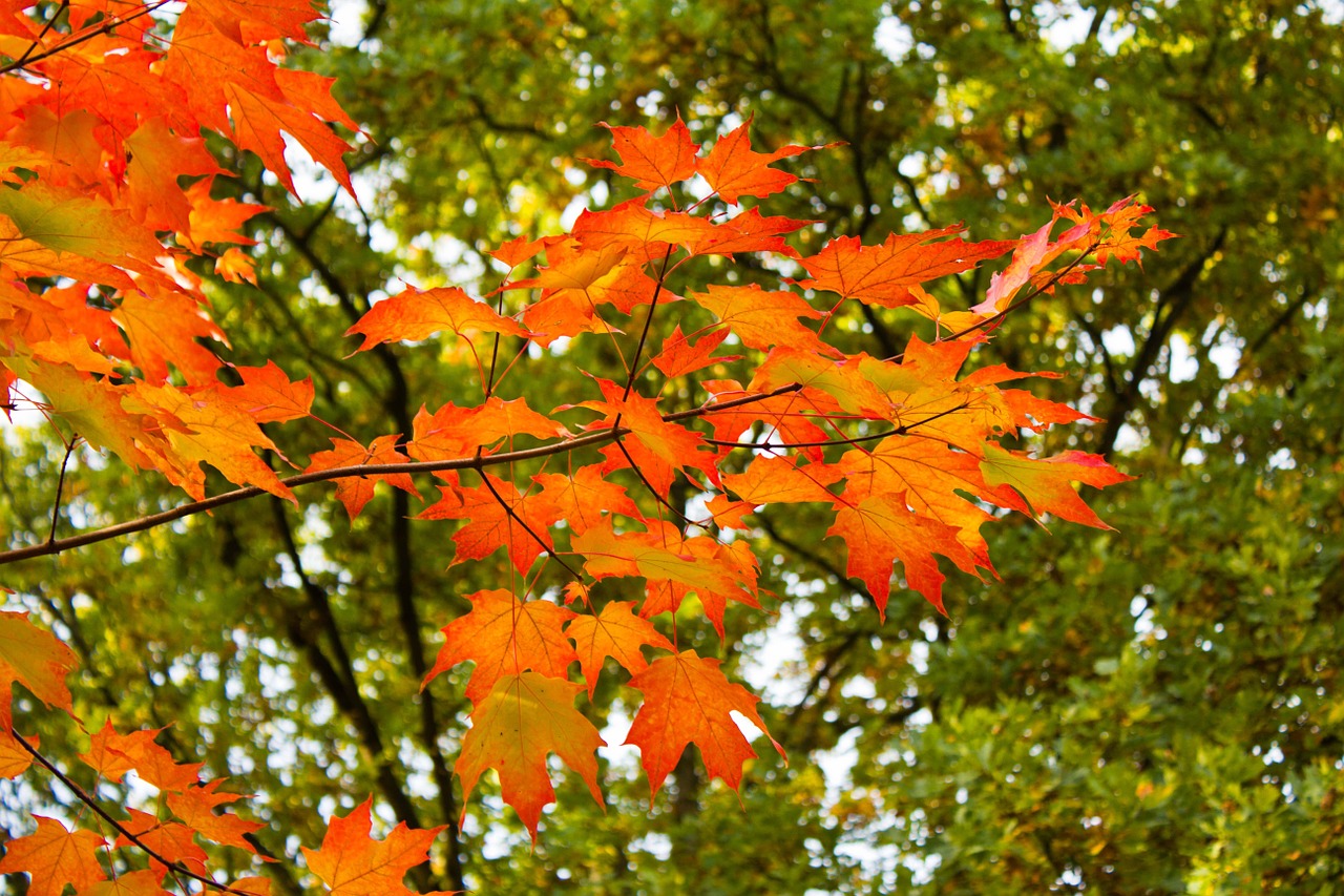 autumn colorful leaves golden autumn free photo