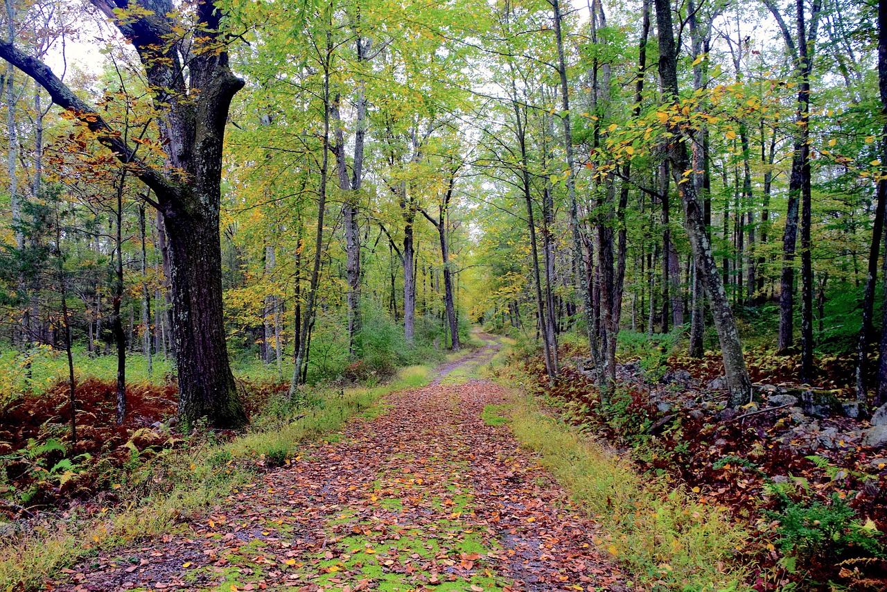 autumn hiking trail leaves free photo