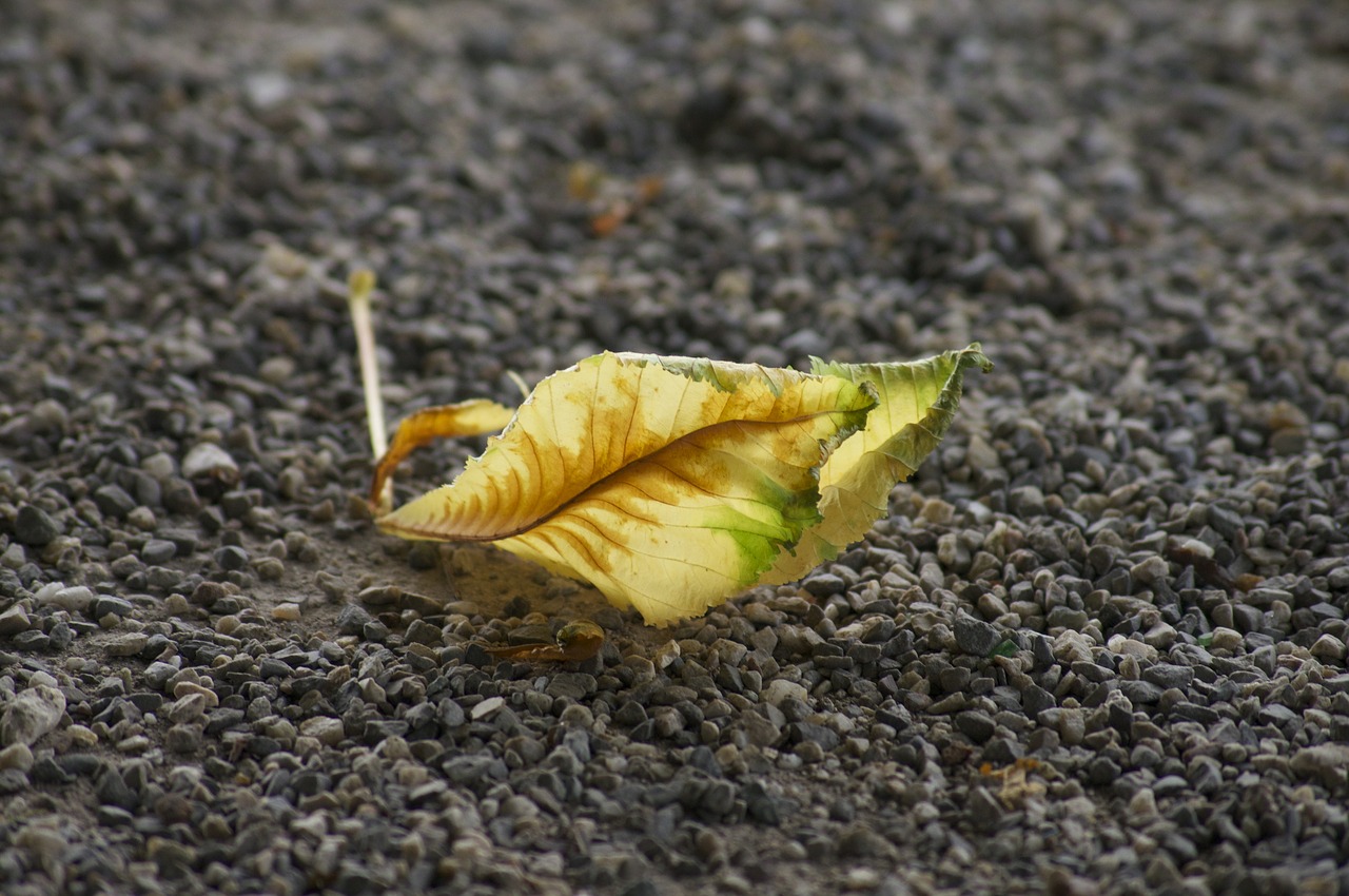 autumn leaf leaves in the autumn free photo