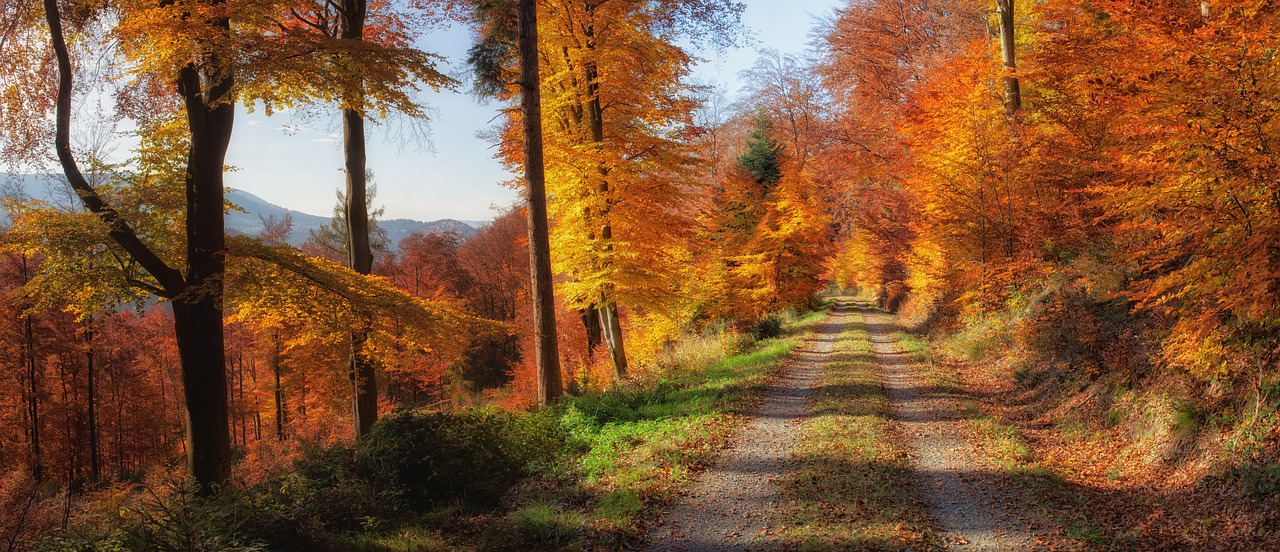 autumn autumn mood autumn forest free photo