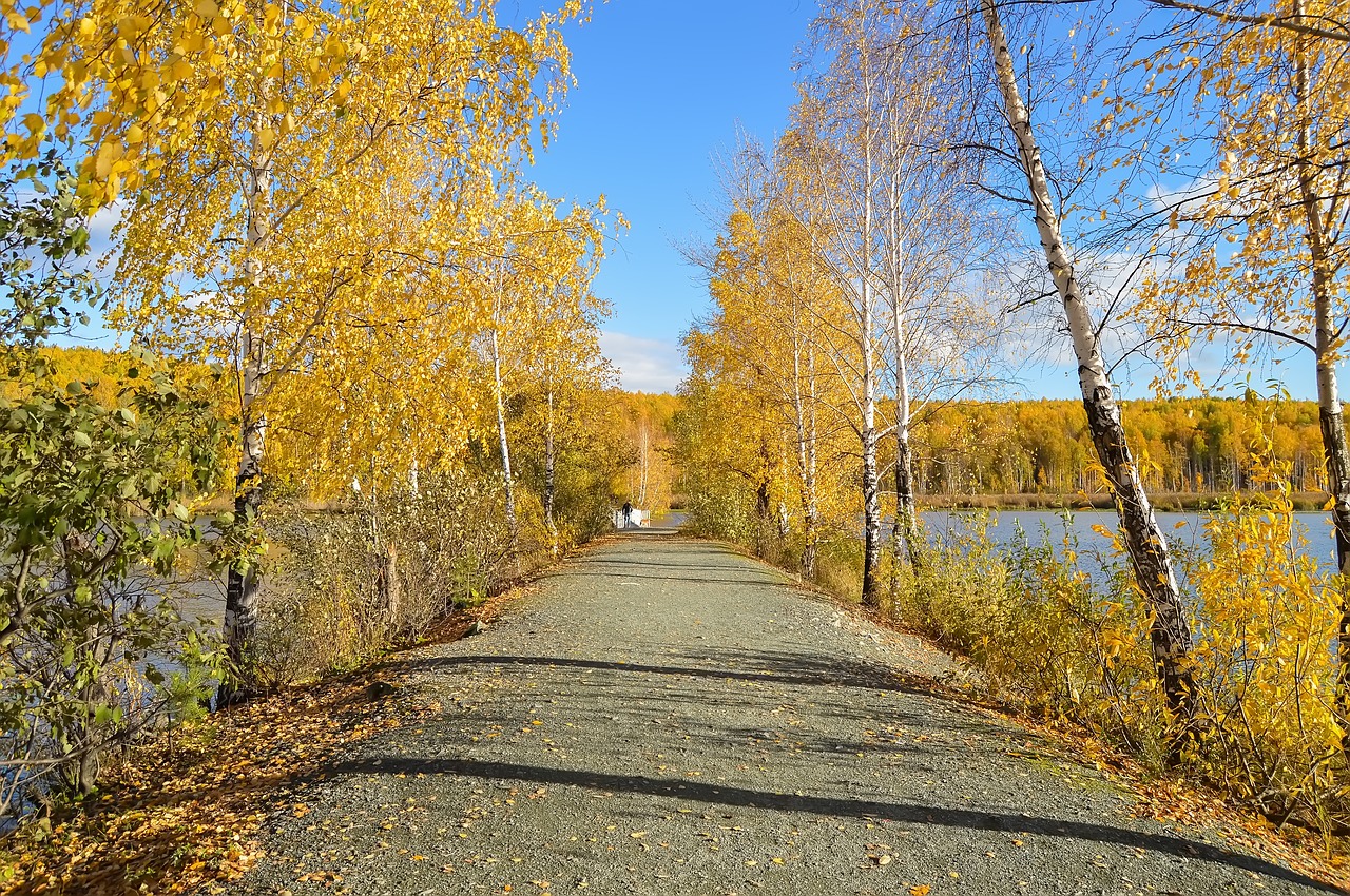 autumn forest yellow forest free photo