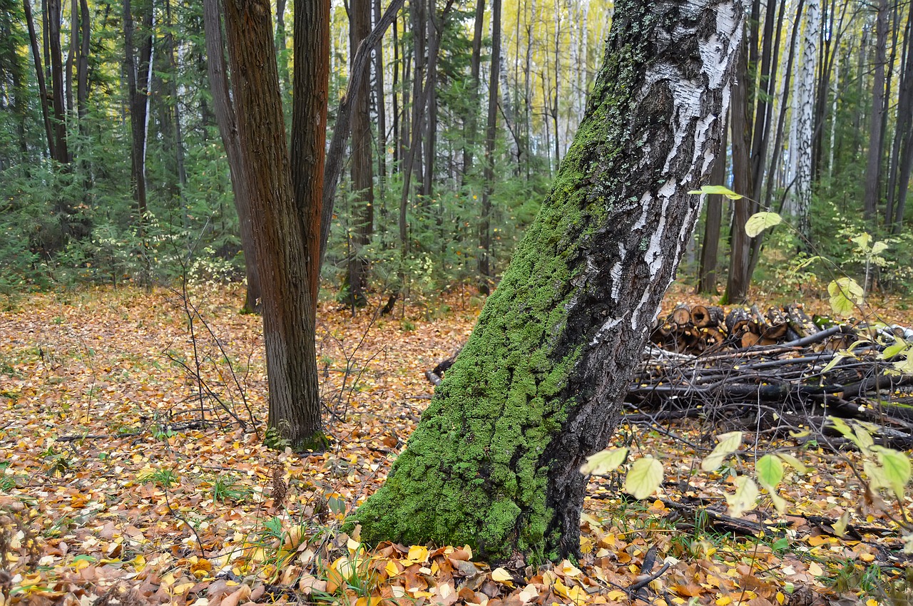 autumn forest yellow forest free photo