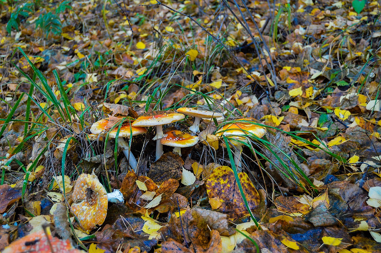 autumn forest yellow forest free photo