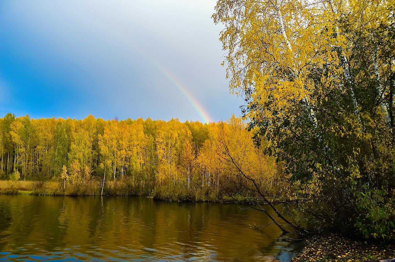 autumn forest yellow forest free photo