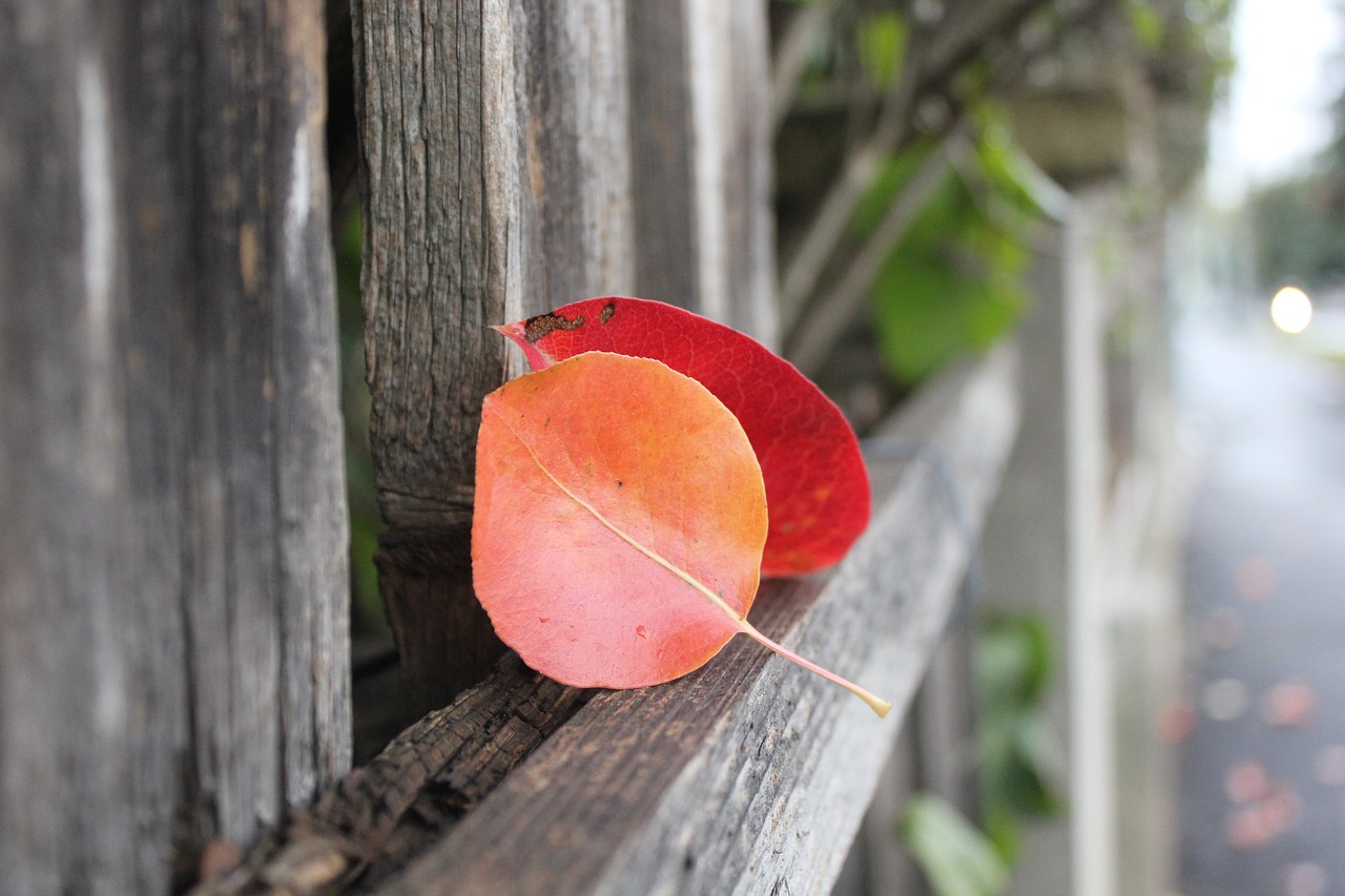 autumn leaves autumn leaves free photo