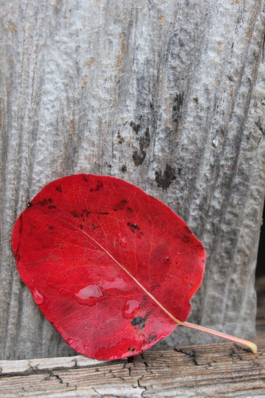 autumn leaves autumn leaves free photo