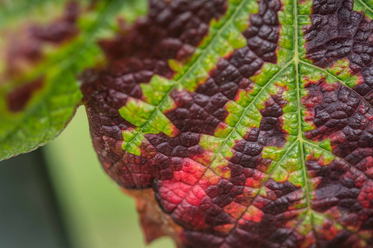 autumn winery leaf free photo