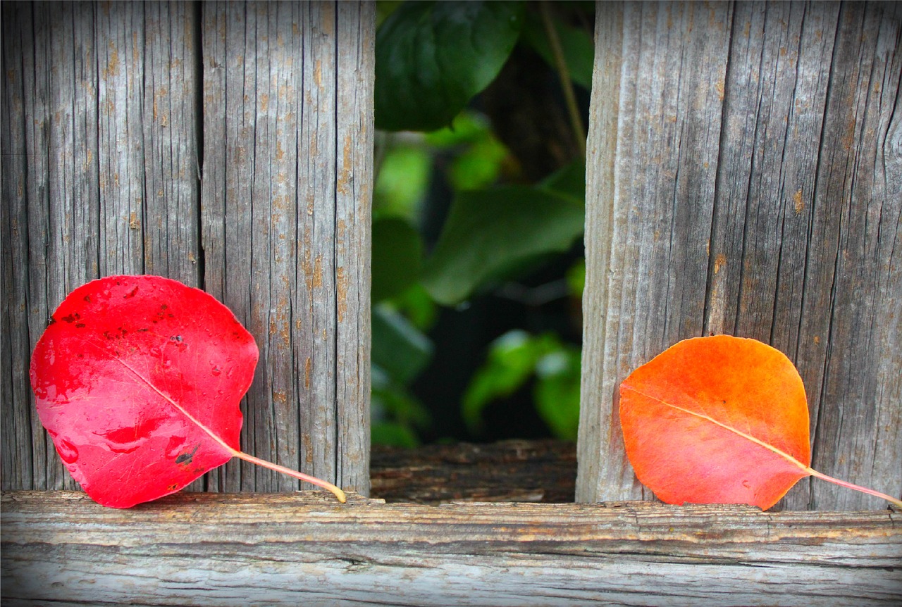 autumn red leaves autumn leaves free photo