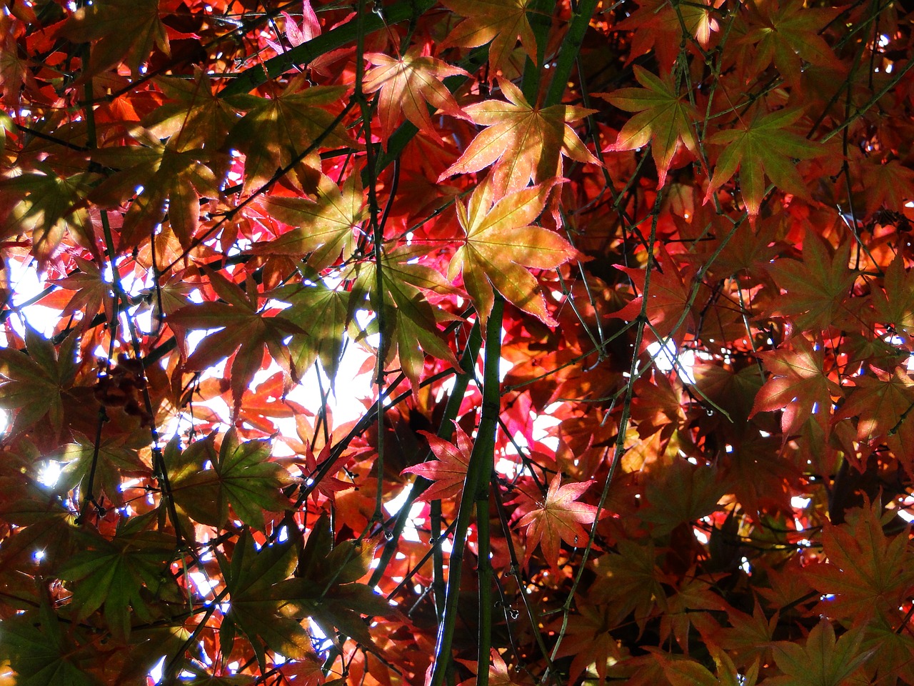 autumn leaves red free photo