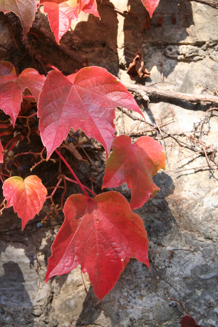 autumn leaves wine free photo