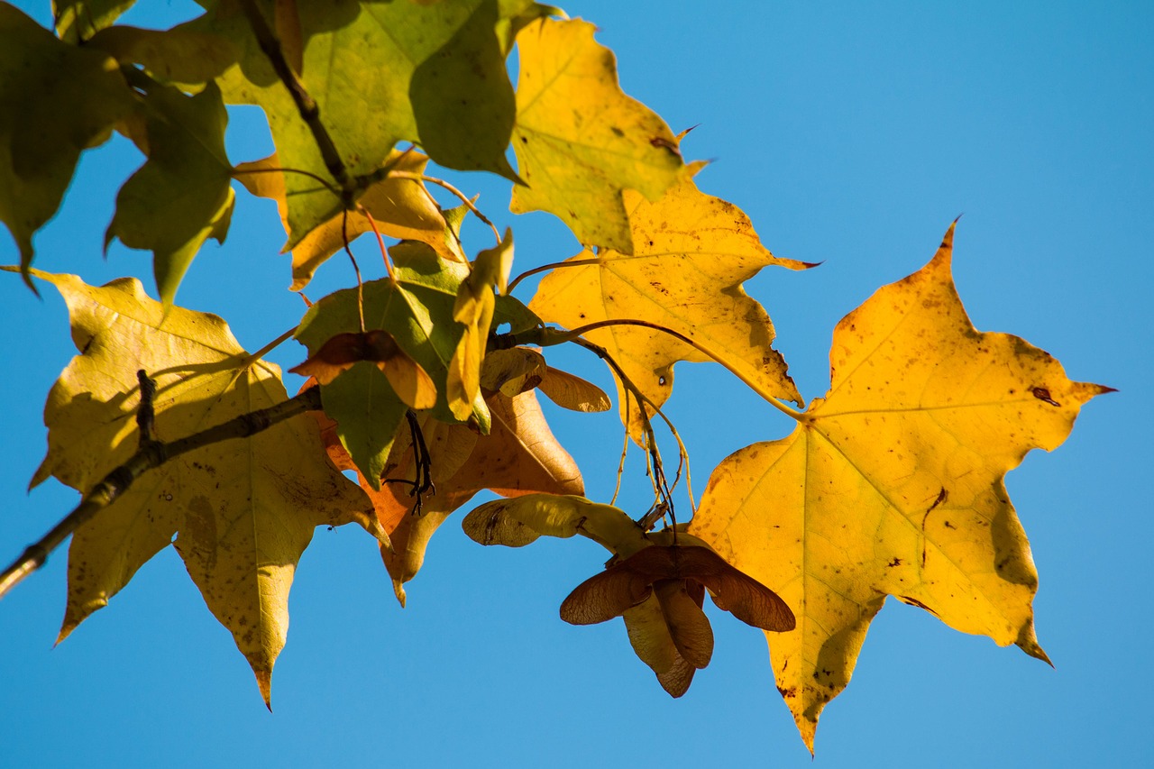 autumn leaf yellow free photo