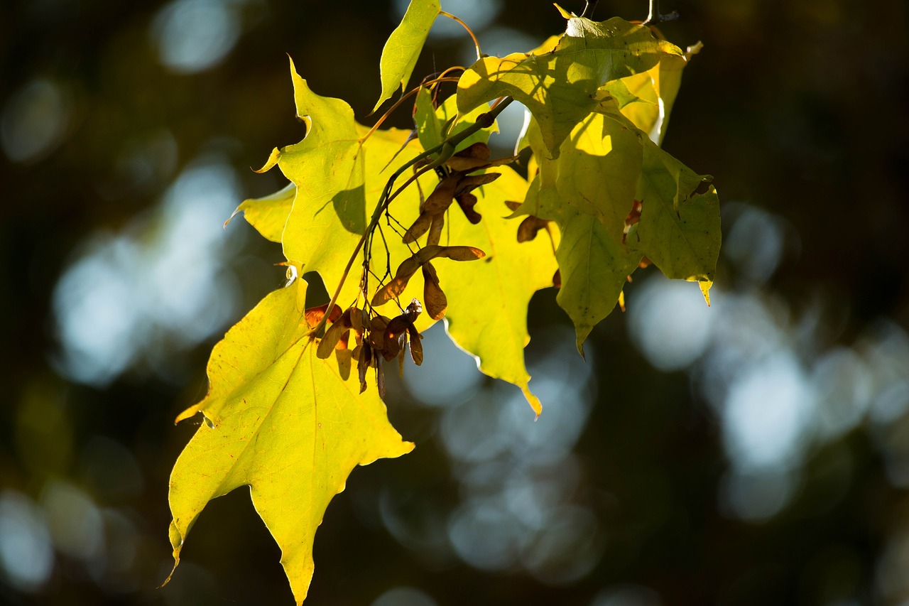 autumn leaf yellow free photo