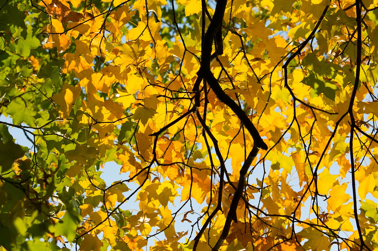 autumn leaf yellow free photo