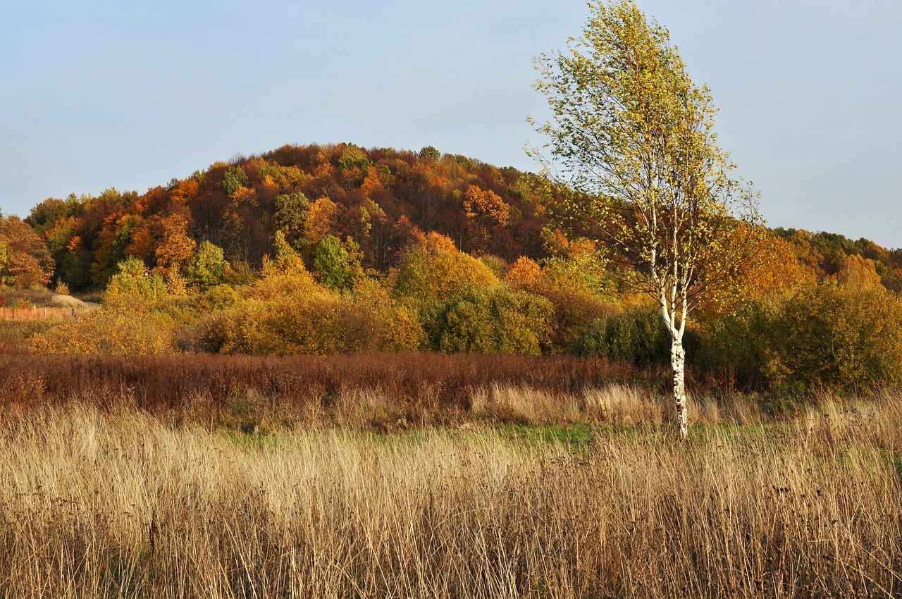 autumn forest nature free photo