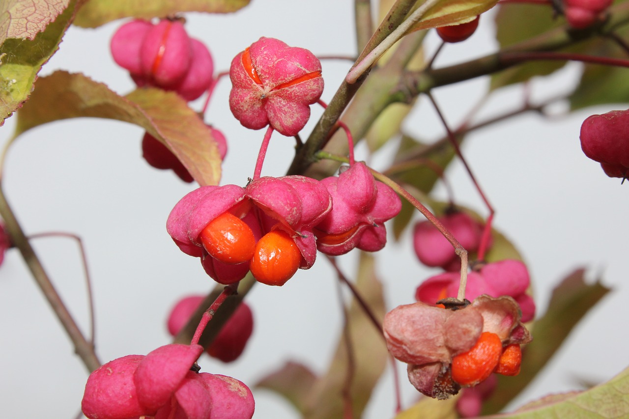 autumn fruits nature free photo