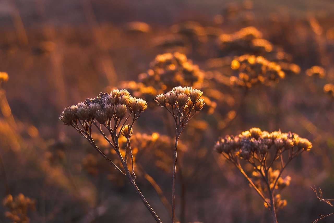 autumn dry flower meadow free photo