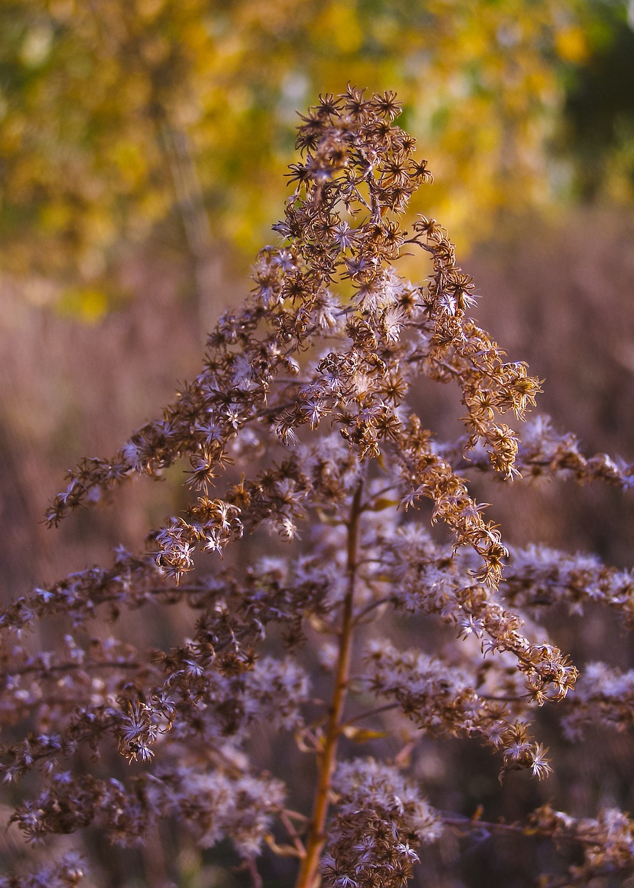 autumn solidago canadensis dry plant free photo
