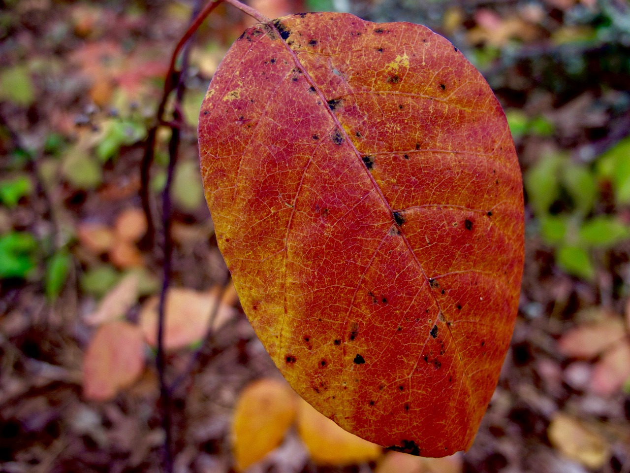 autumn leaf leaves free photo