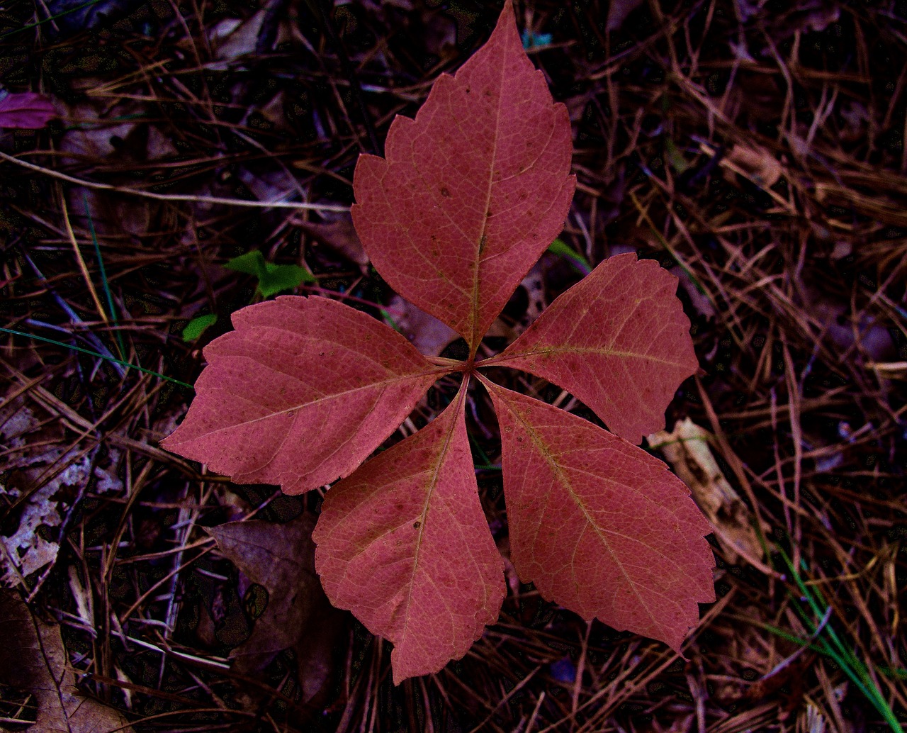 autumn leaf fall free photo