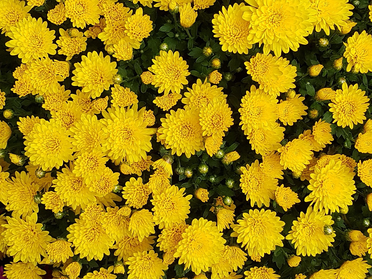 autumn chrysanthemum flowers free photo