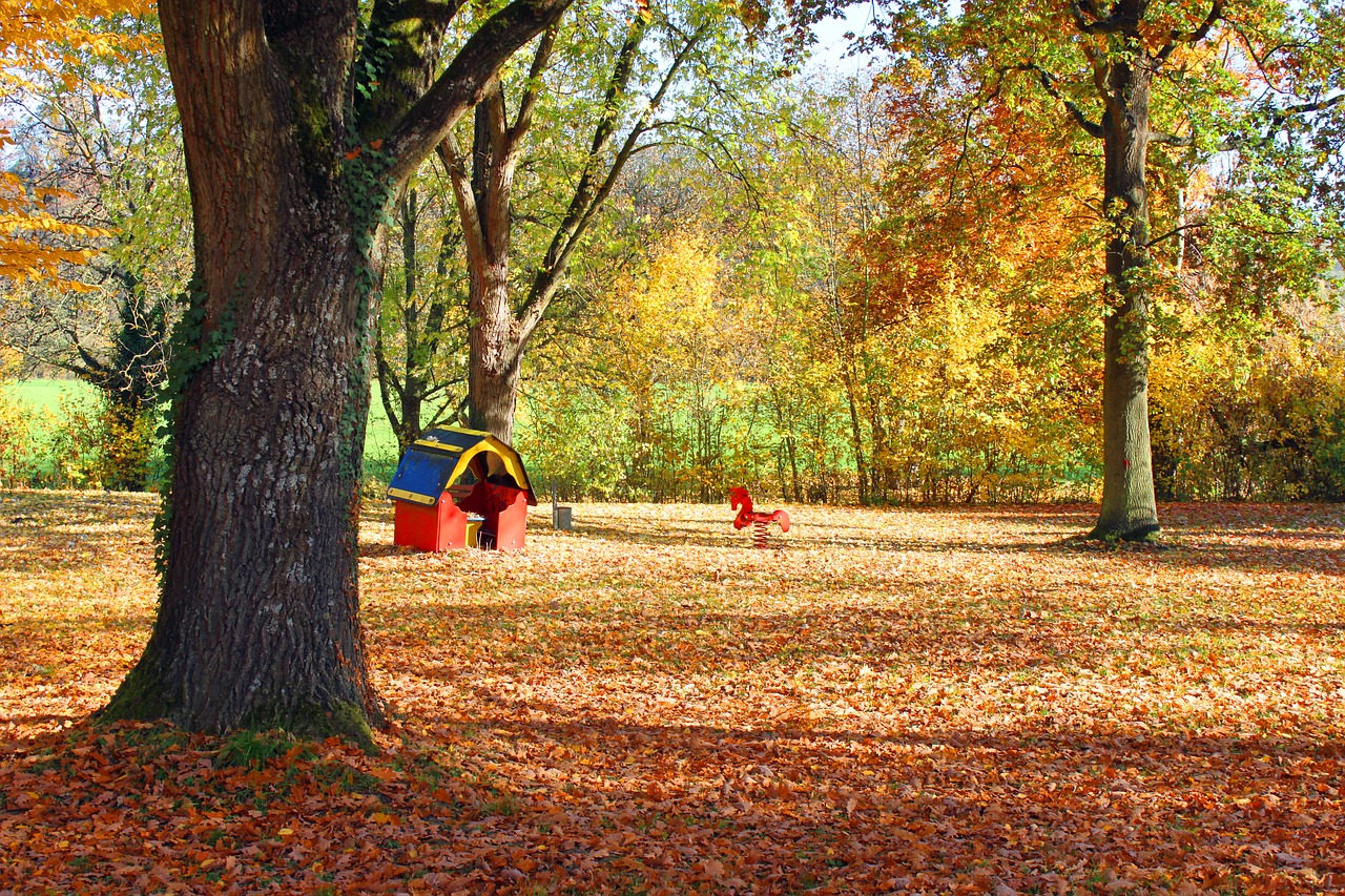 autumn leaves forest free photo