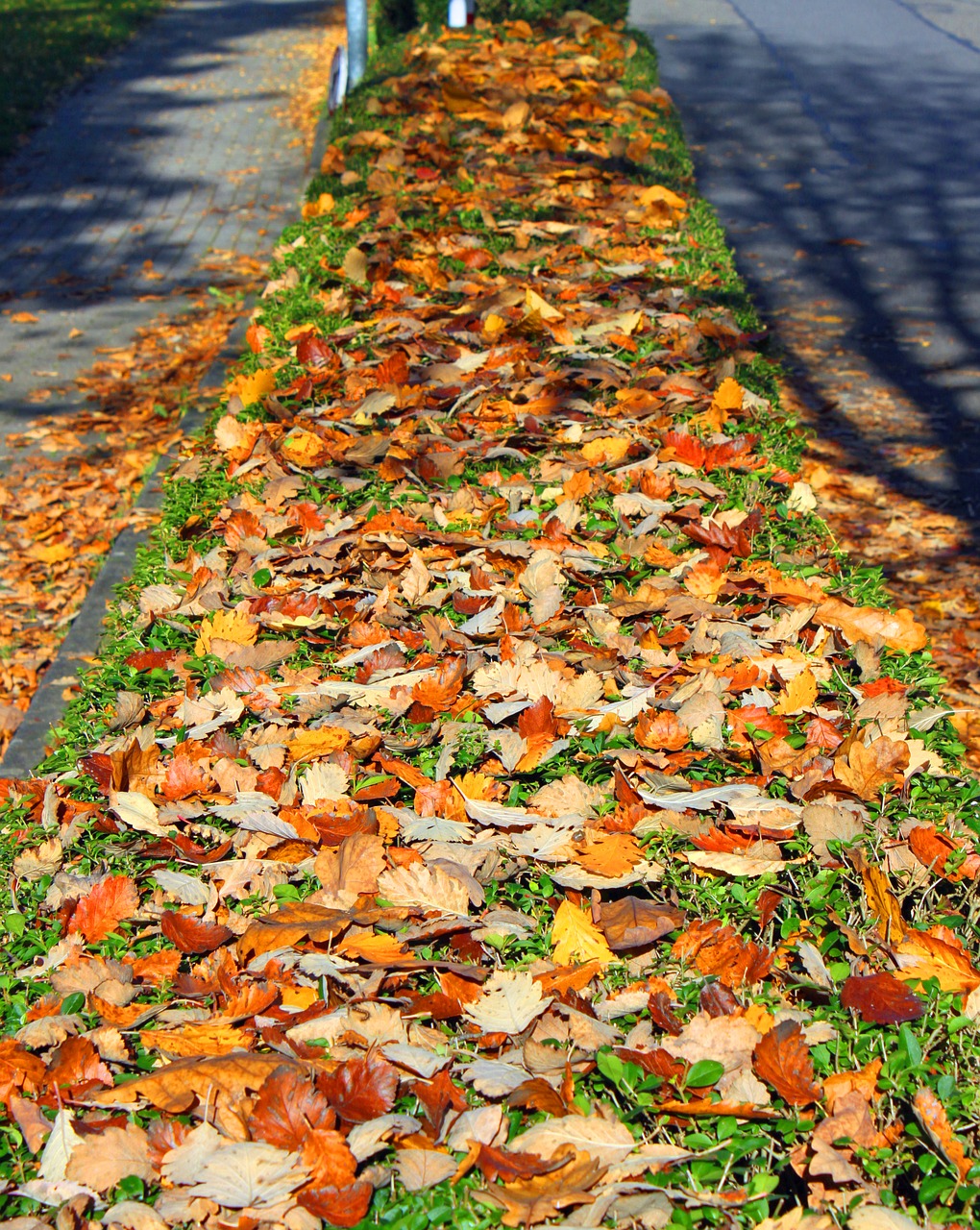 autumn leaves forest free photo