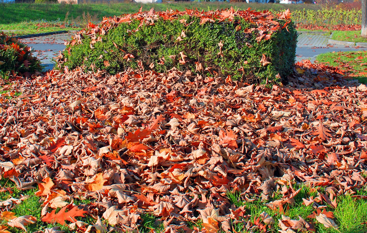 autumn leaves forest free photo