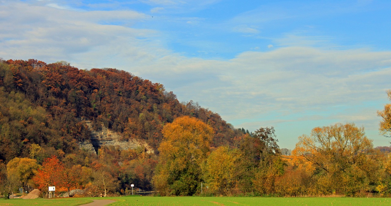 autumn leaves forest free photo