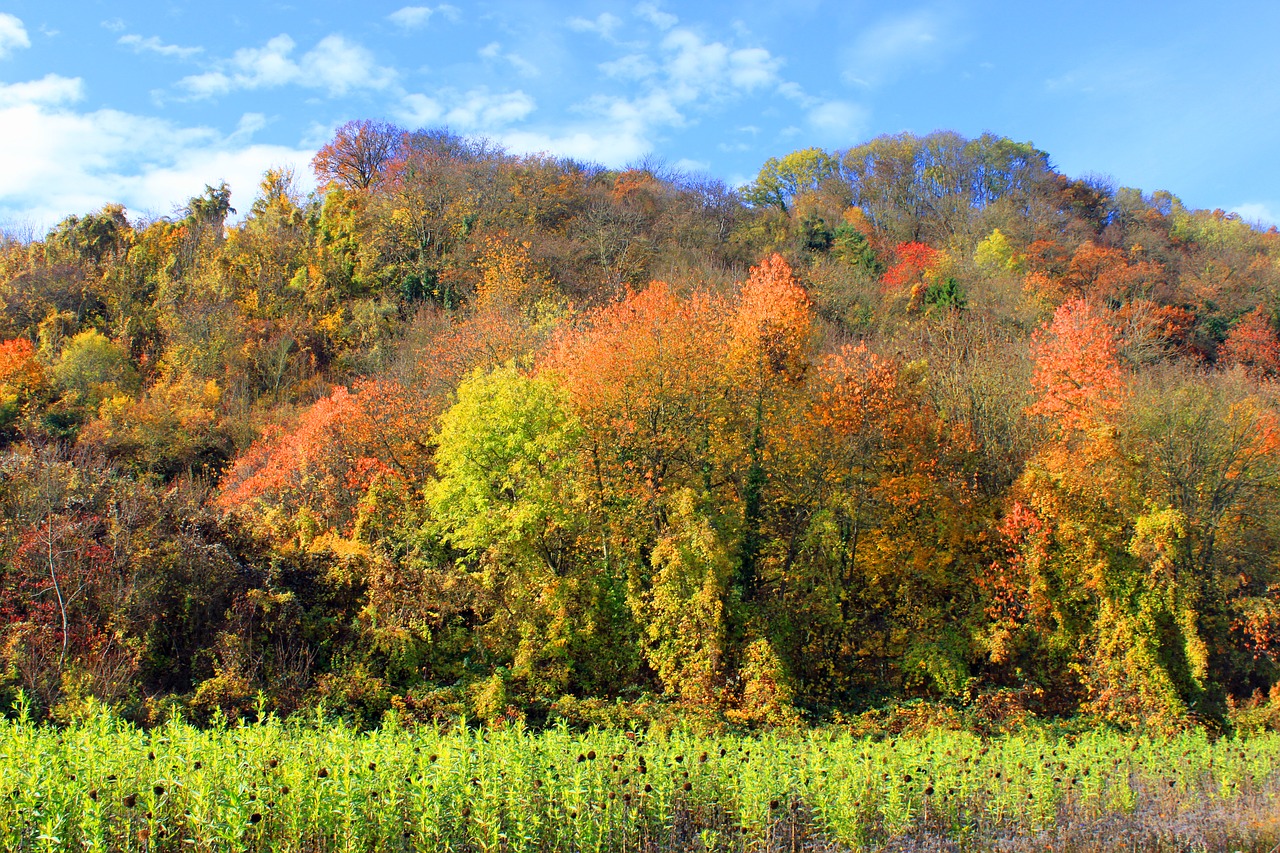 autumn leaves forest free photo