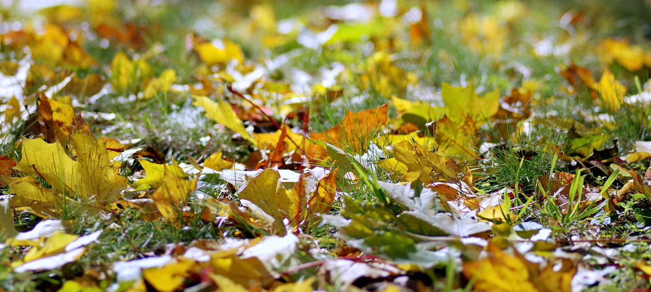 autumn foliage autumn gold free photo