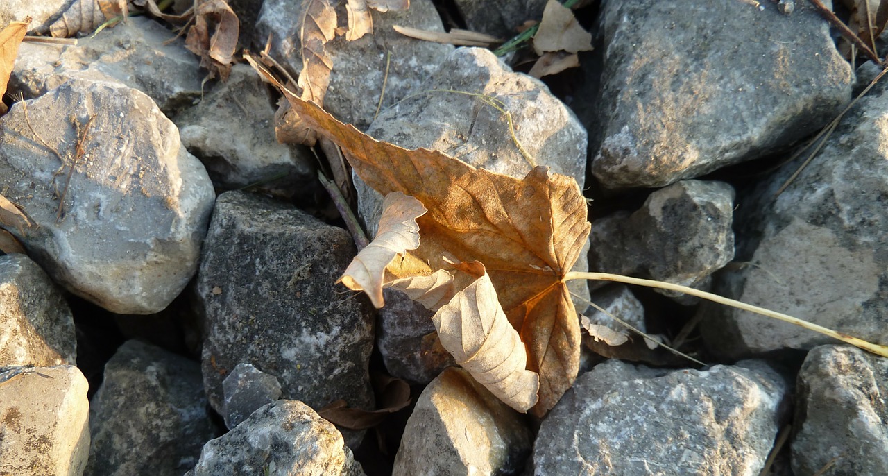 autumn fall foliage leaves in the autumn free photo