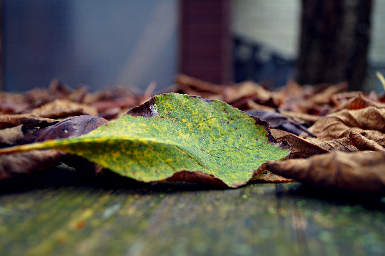 autumn case leaves free photo