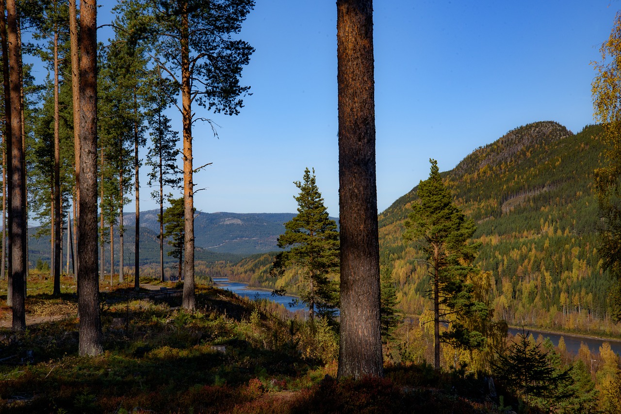 autumn views forest free photo