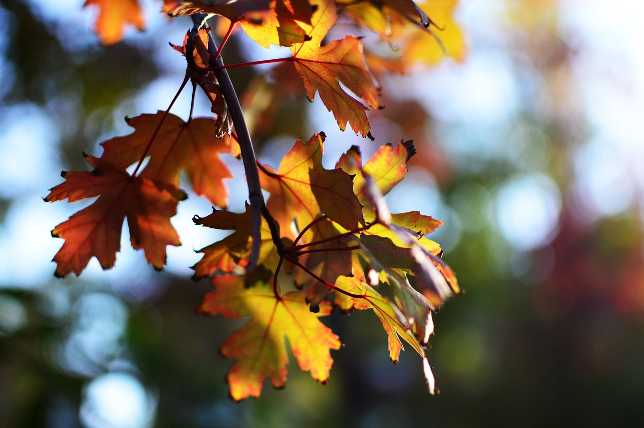 autumn the leaves leaf free photo