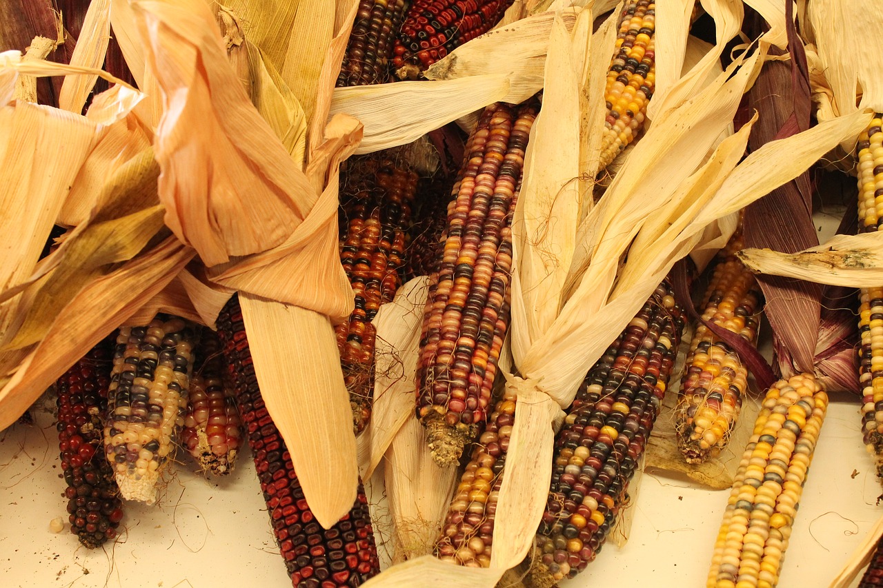 autumn indian corn corn free photo