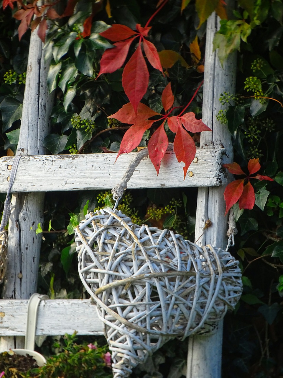 autumn garden colors of autumn free photo