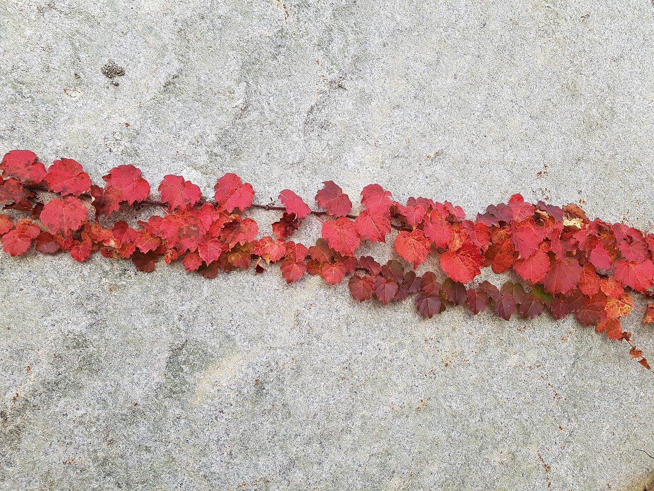 autumn autumn leaves nature free photo