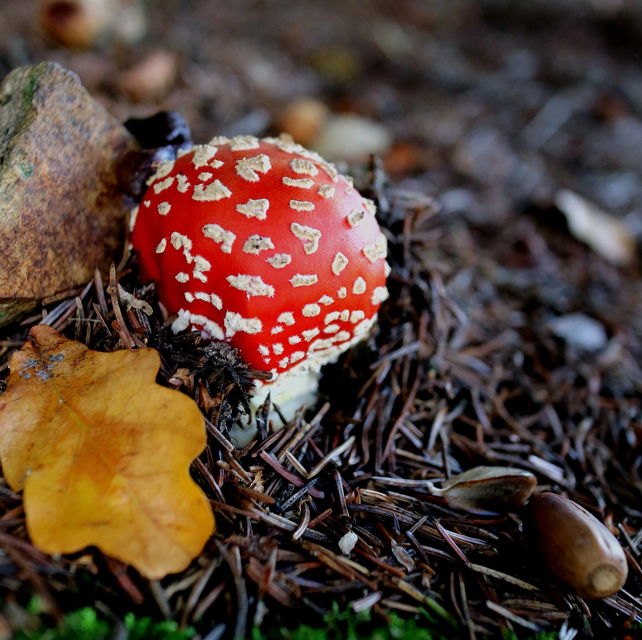 autumn fly agaric forest free photo