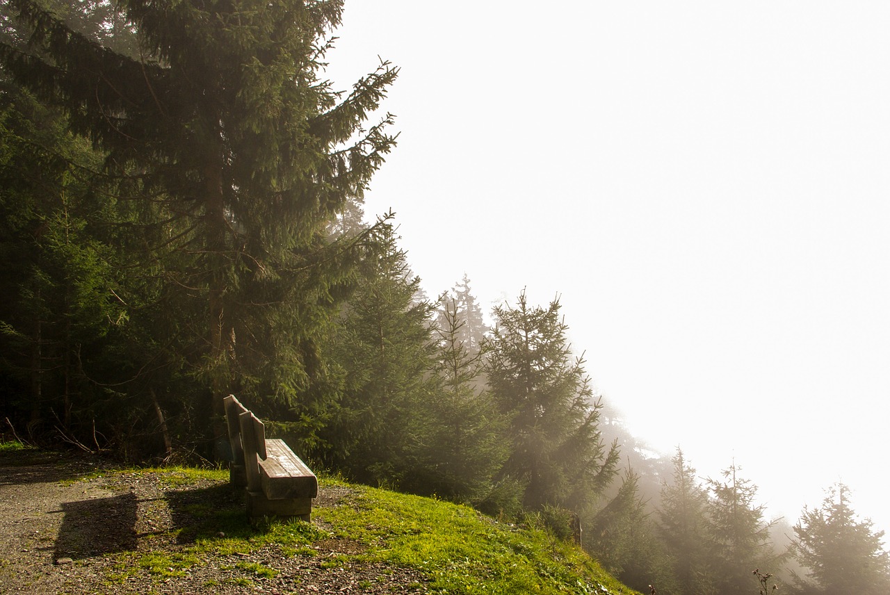 autumn fog landscape free photo