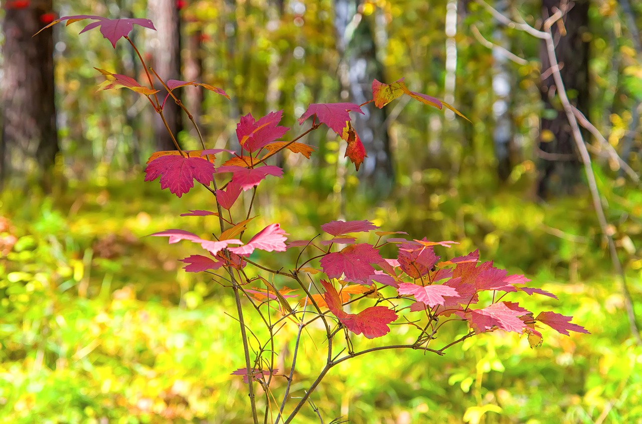 autumn sheet forest free photo