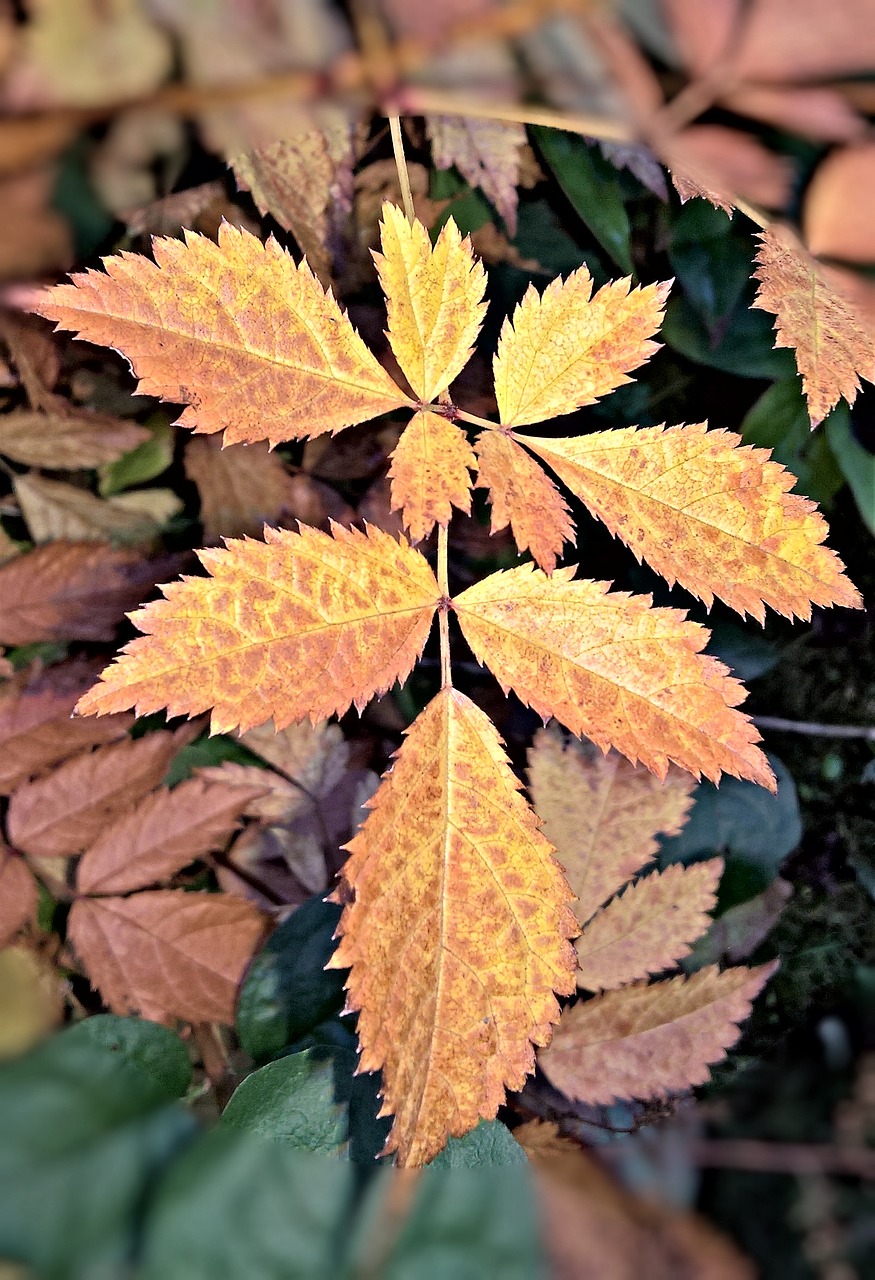 autumn leaf of spireastrauches brown coloring free photo