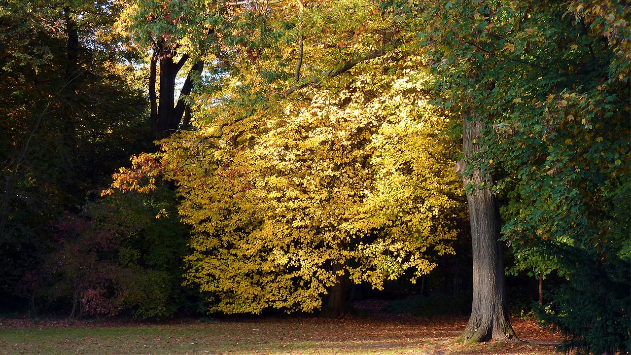 autumn autumn leaf fall color free photo