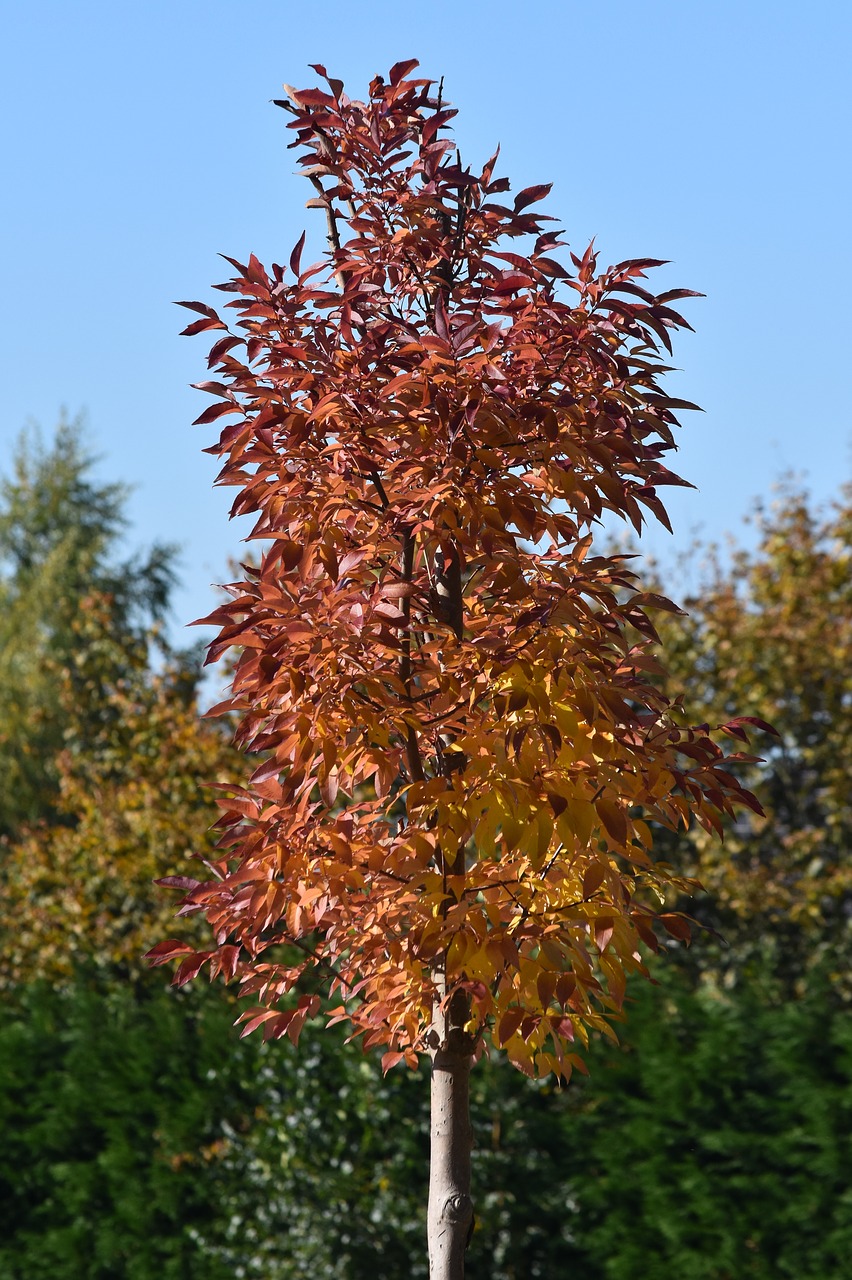 autumn colors tree free photo