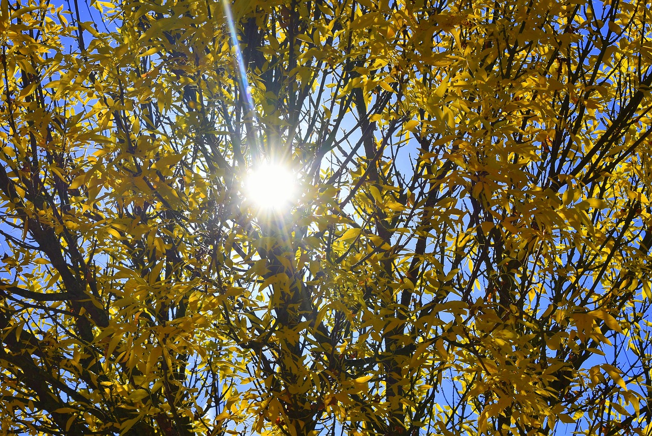 autumn yellow sun free photo