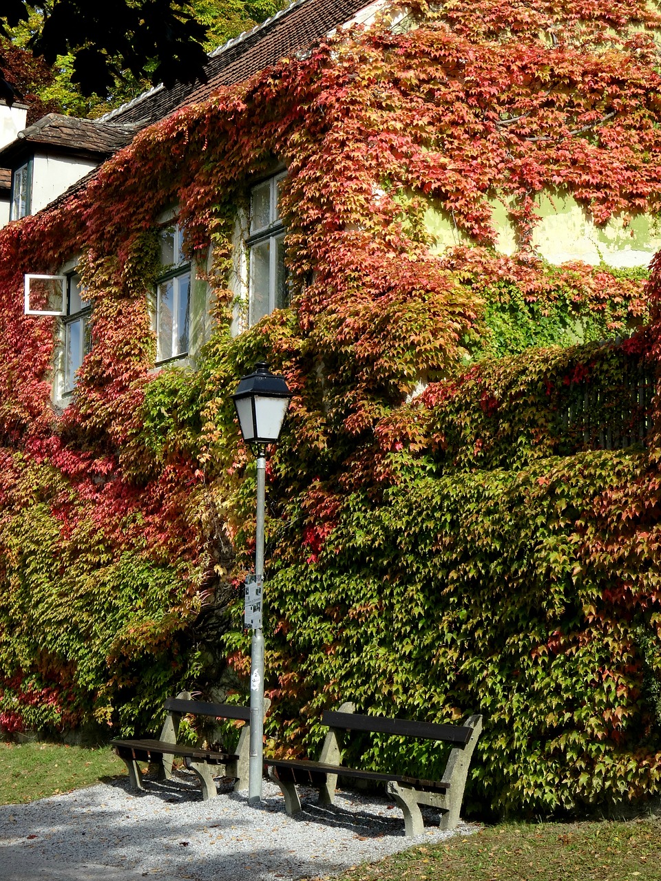 autumn foliage colors free photo