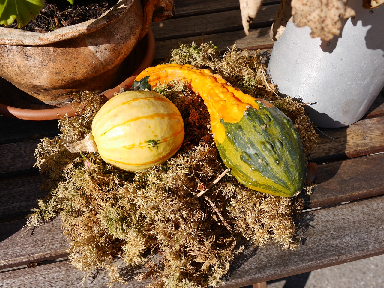 autumn pumpkin autumn decoration free photo