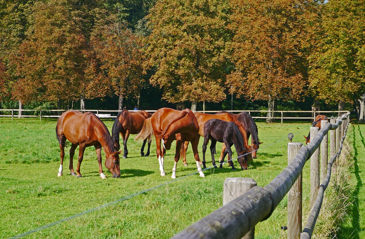 autumn coupling horses free photo