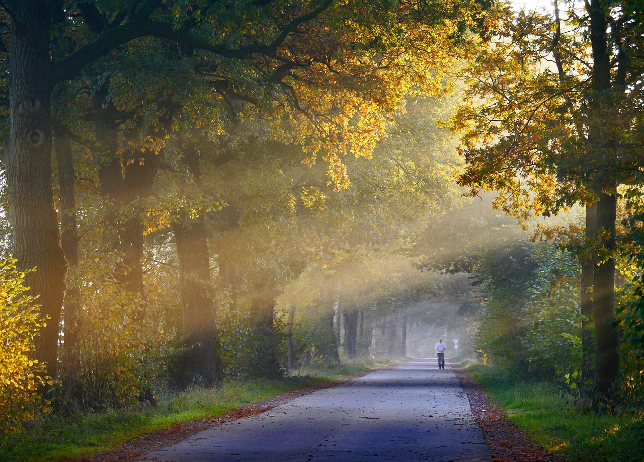 autumn fog jog free photo