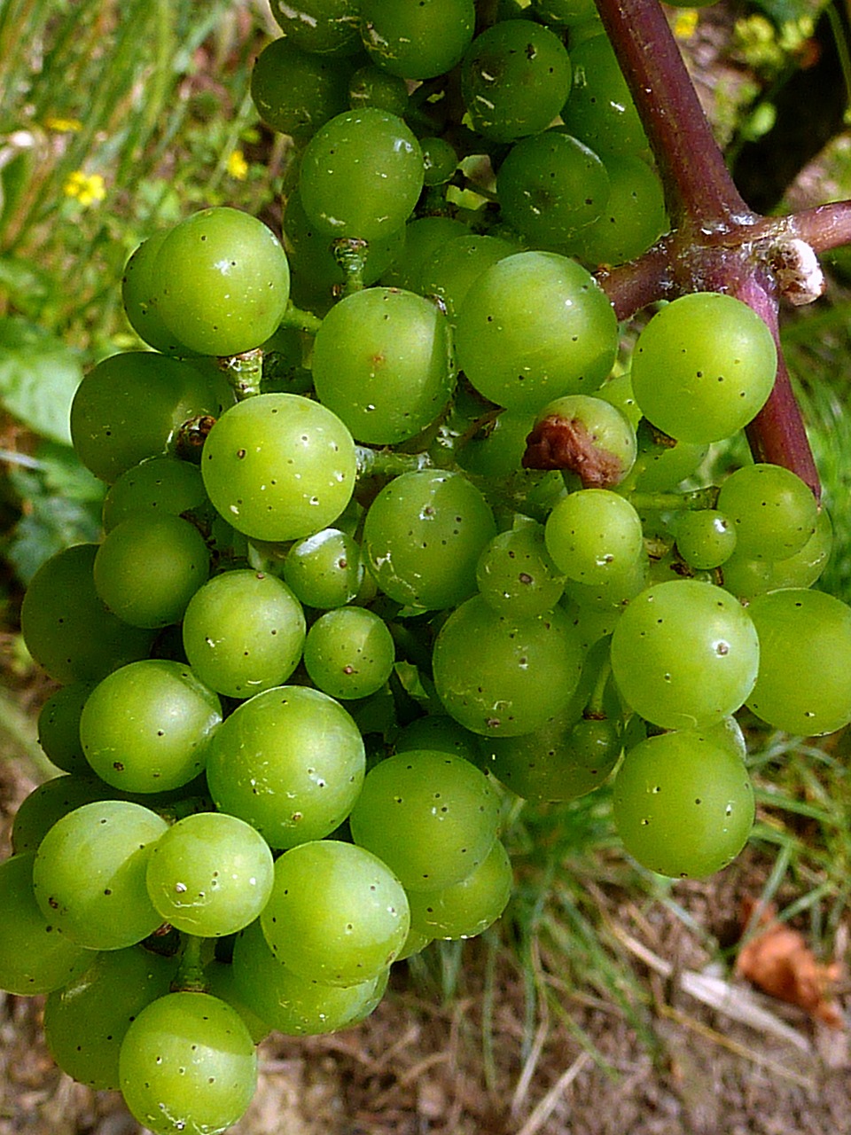 autumn grapes grape harvest free photo